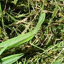 Praying Mantis