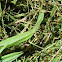 Praying Mantis