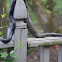 Black Rat Snake