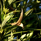 Dry pod of Oleander