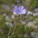 Blue Flax, Ausdauernder Lein
