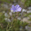 Blue Flax, Ausdauernder Lein