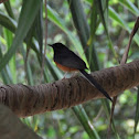 White-rumped Shama (male)