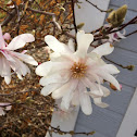 Magnolia