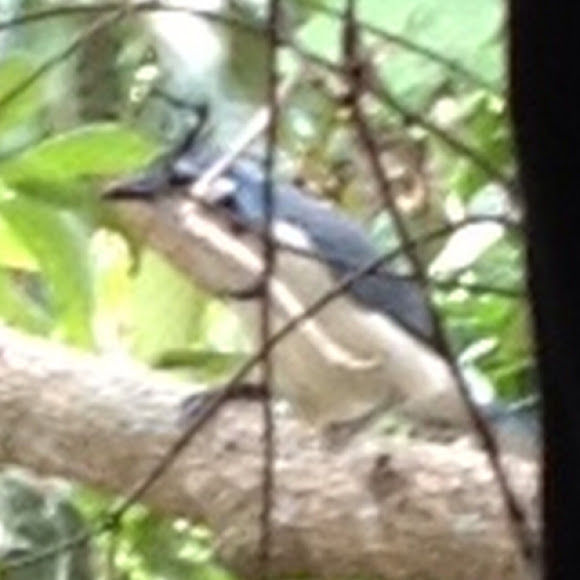 Spotting Image 1