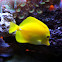 Yellow Tang