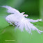 Flatid planthopper nymph