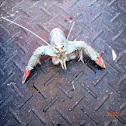 Blue Atlantic Lobster
