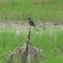 Common Kingfisher