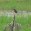 Common Kingfisher