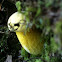 Ornate-stalked bolete