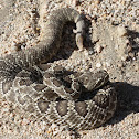 Mojave Rattlesnake