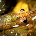 Freshwater shrimp