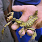 spiny leaf insect (female)