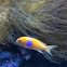 Square spot anthias