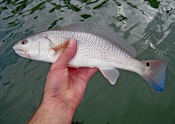 Spotting Image 1