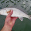 Red Drum