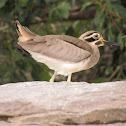 Great stone curlew