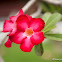 impala lily, desert rose