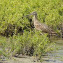 Long Billed Curlew