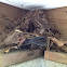 Wren Nest with 5 Eggs