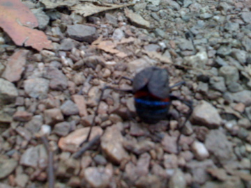 Spotting Image 1