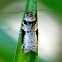 Tortrix Moth