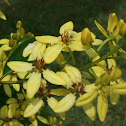 Australia Gold Vine