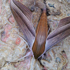 Tersa Sphinx Moth