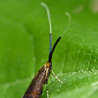 Southern longhorn moth
