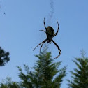 Garden spider