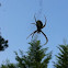 Garden spider