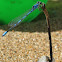 Familiar Bluet