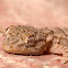Salamanquesa