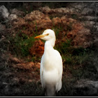 Cattle Egret