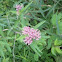 Swamp Milkweed