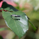Unknown wasp?