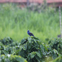 Blue Grosbeak
