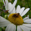 Soldier beetle