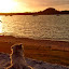 dog enjoying sunset by Michelle Meenawong - Animals - Dogs Portraits