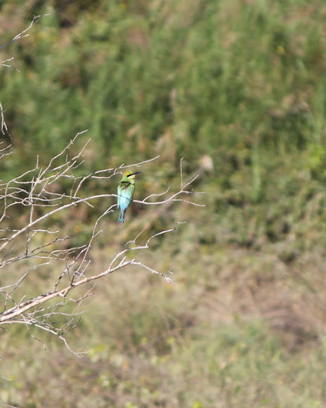 Spotting Image 1