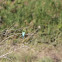 Rainbow Bee-eater