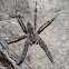 Dark Fishing Spider