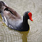 Common Moorhen