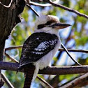 Laughing Kookaburra