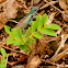 Indo-Chinese Forest Lizard (Female)