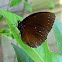 palmfly