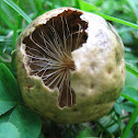 Oak Apple Gall