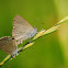Common grass blue