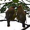Cedar Waxwing
